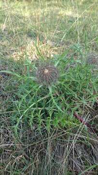 Слика од Carlina acaulis subsp. caulescens (Lam.) Schübl. & G. Martens