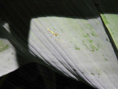 Image of Tetragnatha hasselti Thorell 1890