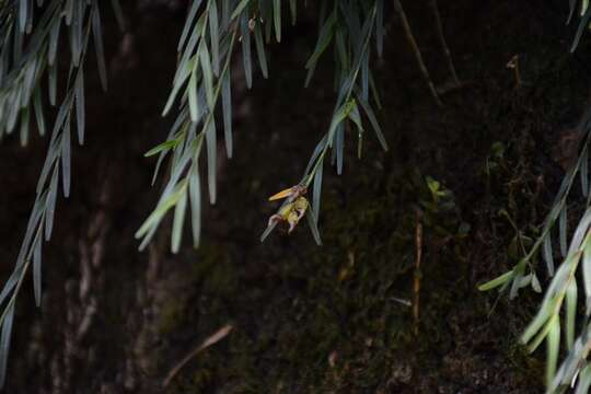 Imagem de Isochilus aurantiacus Hamer & Garay