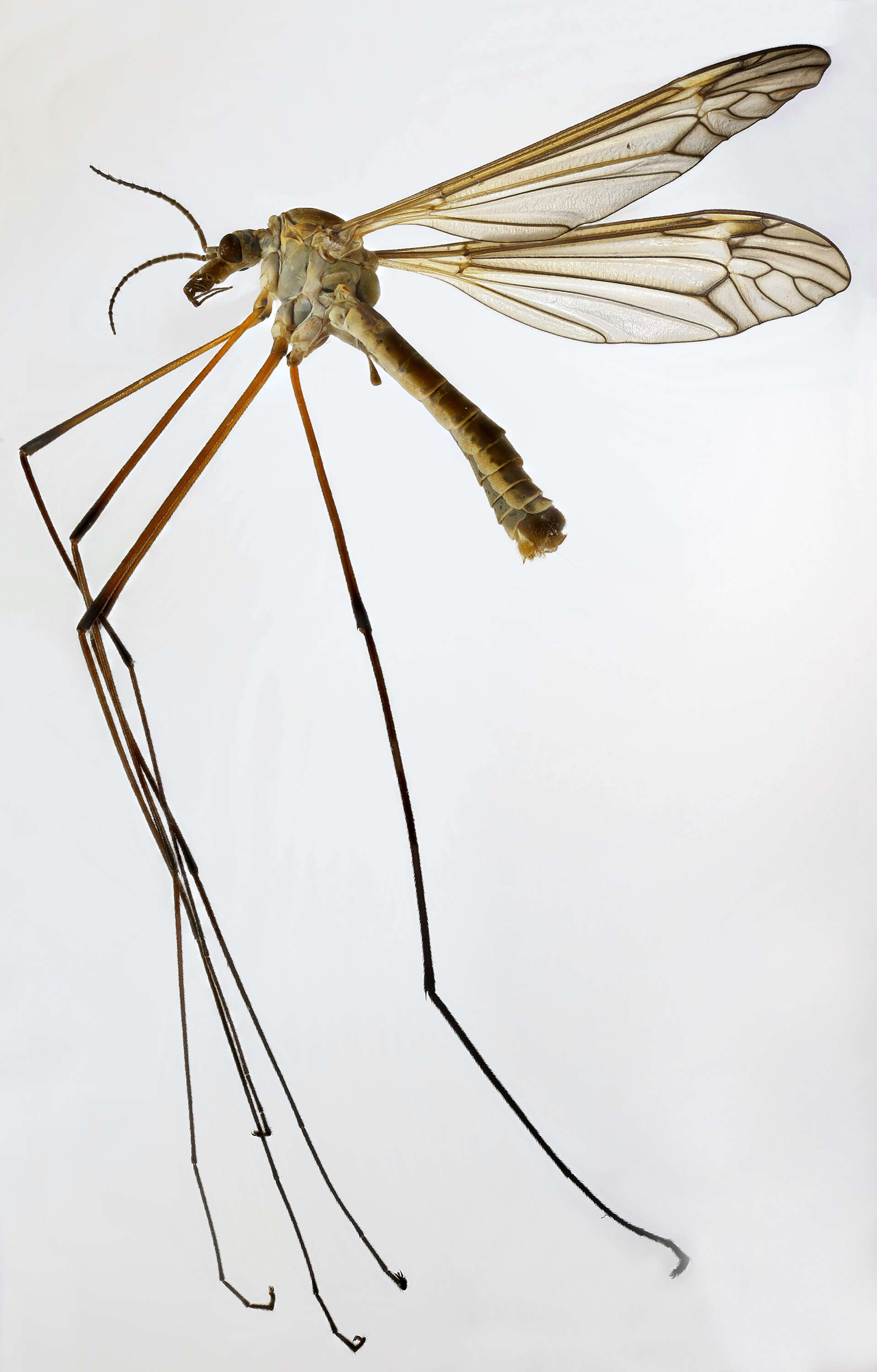 Image of Tipula (Yamatotipula) lateralis Meigen 1804