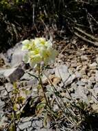 Image of Erysimum flavum subsp. altaicum (C. A. Mey.) Polozhij