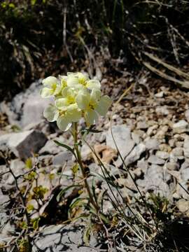 Image of Erysimum flavum (Georgi) Bobrov