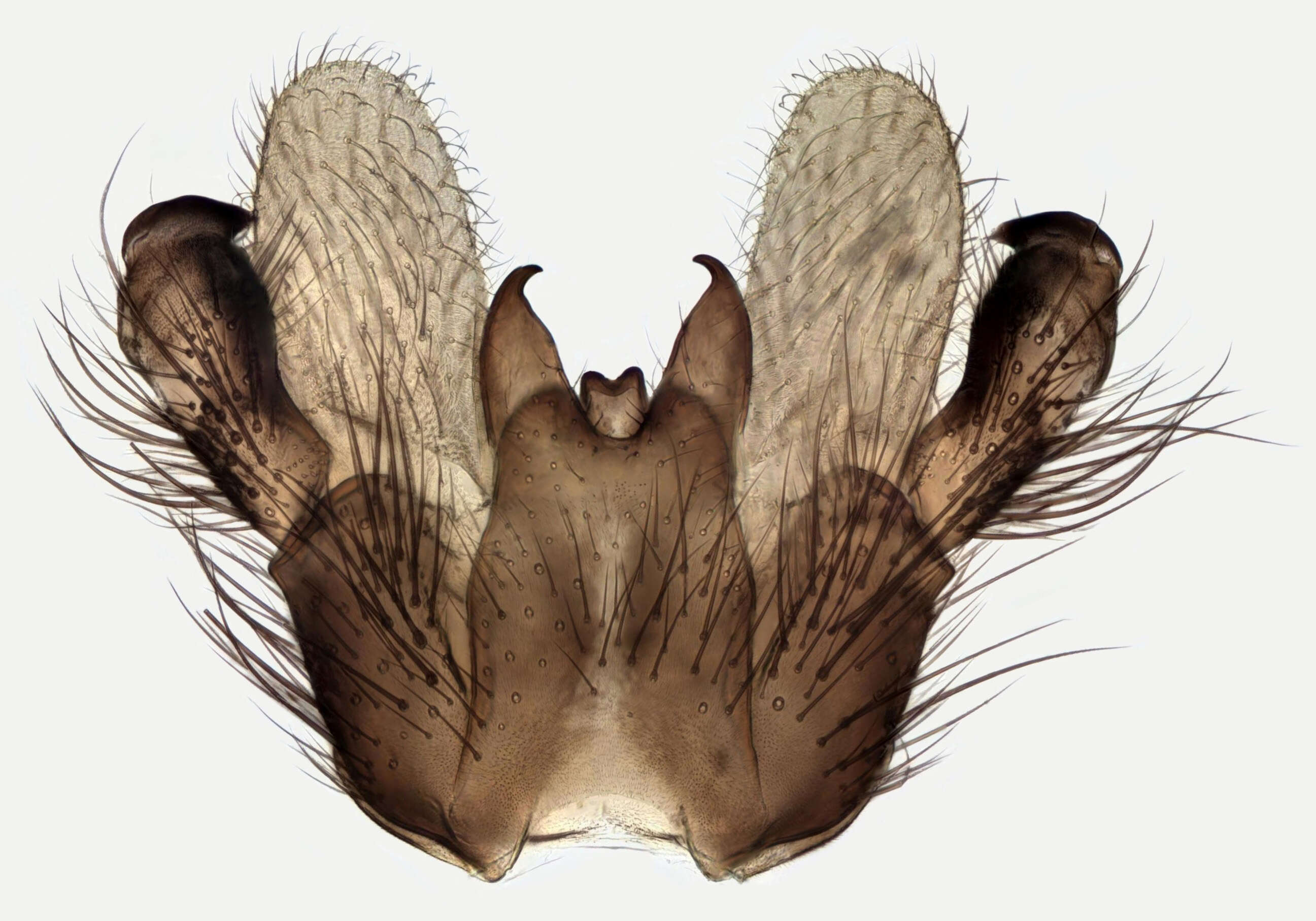 Image of Symmerus annulatus (Meigen 1830)