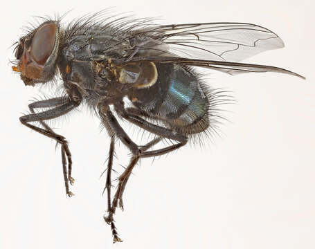 Image of Blue blowfly