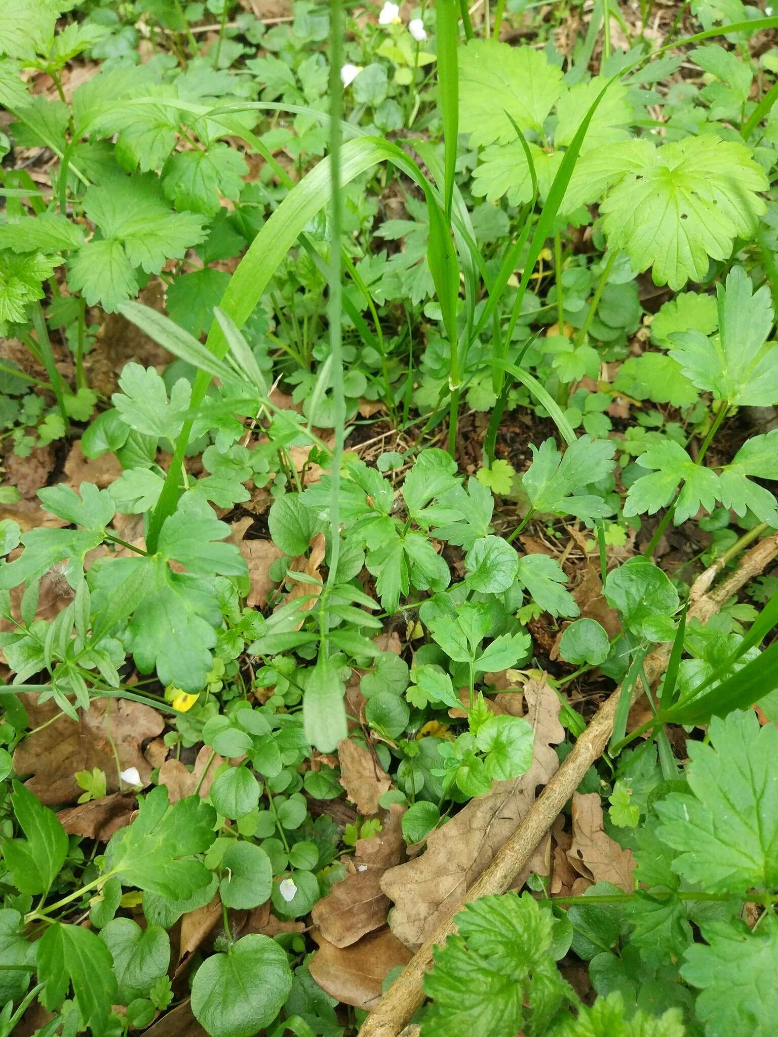 Слика од Cardamine dentata Schult.