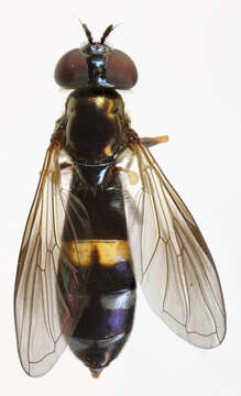 Image of Platycheirus rosarum (Fabricius 1787)