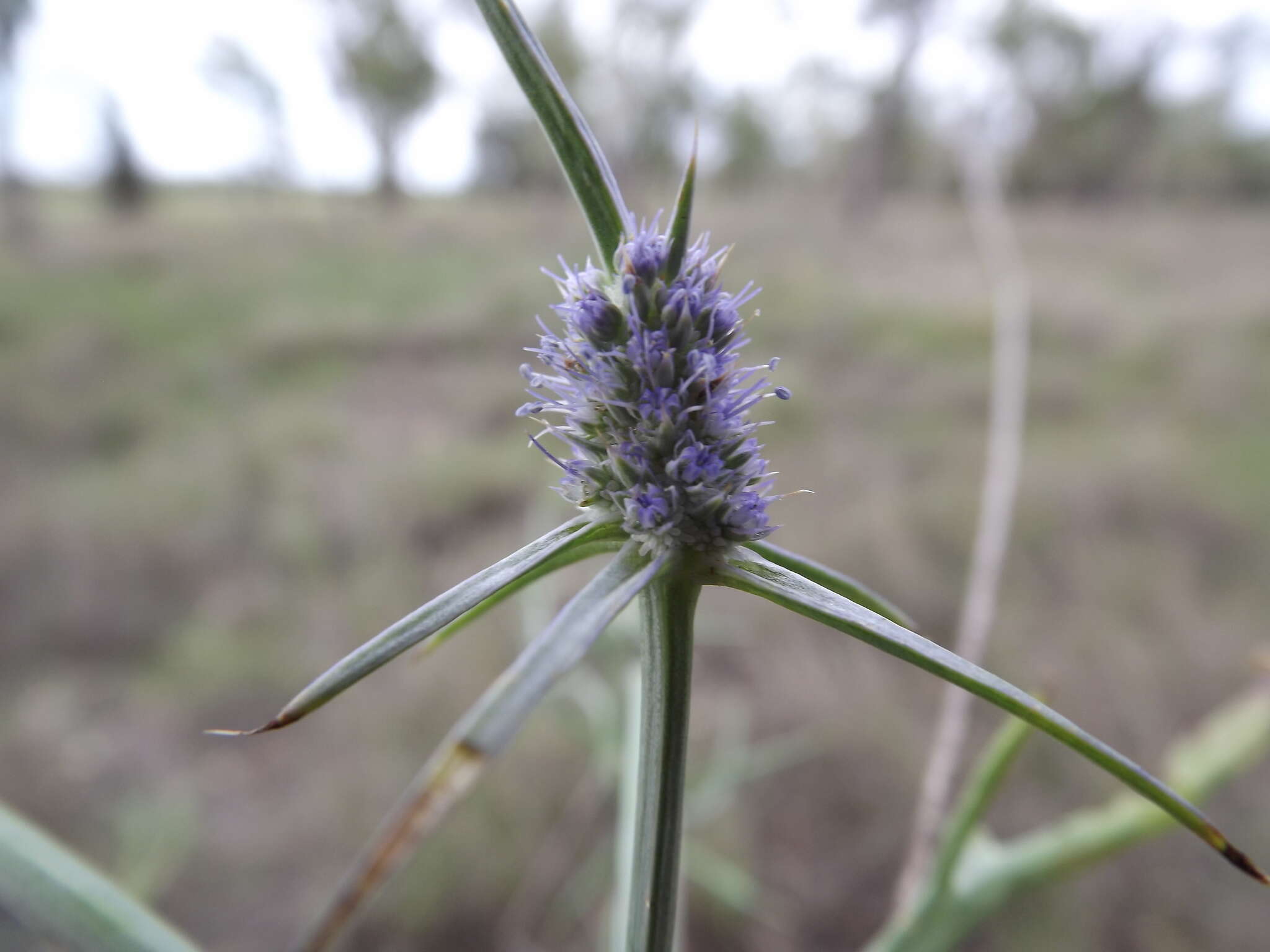 Eryngium paludosum (C. Moore & Betche) P. W. Michael resmi