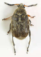 Image of Bean seed beetle