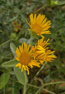 Plancia ëd Pentanema oculus-christi (L.) D. Gut. Larr., Santos-Vicente, Anderb., E. Rico & M. M. Mart. Ort.