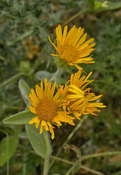 Image of Pentanema oculus-christi (L.) D. Gut. Larr., Santos-Vicente, Anderb., E. Rico & M. M. Mart. Ort.