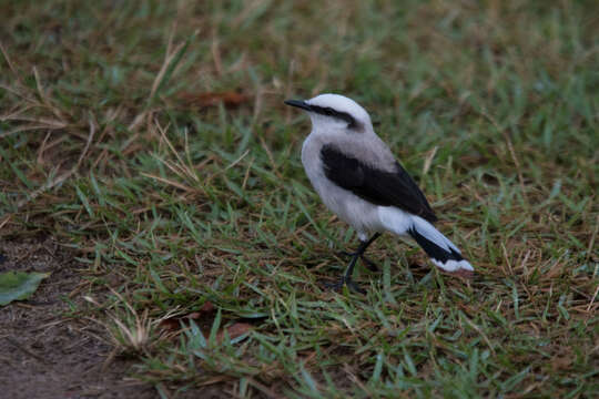 Image of Fluvicola Swainson 1827