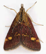 Image of Mint moth