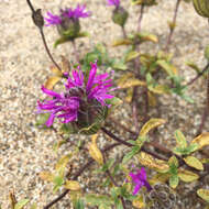 Monardella sinuata subsp. nigrescens Elvin & A. C. Sanders的圖片