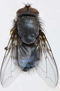 Image of Blue blowfly