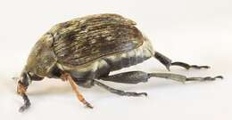 Image of Bruchid beetle