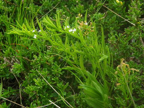 Image of Thesium alpinum L.