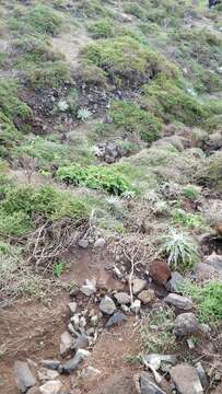 Imagem de Sonchus latifolius (Lowe) R. Jardim & M. Seq.