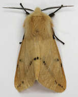 Image of Spilosoma lutea Hüfnagel 1766