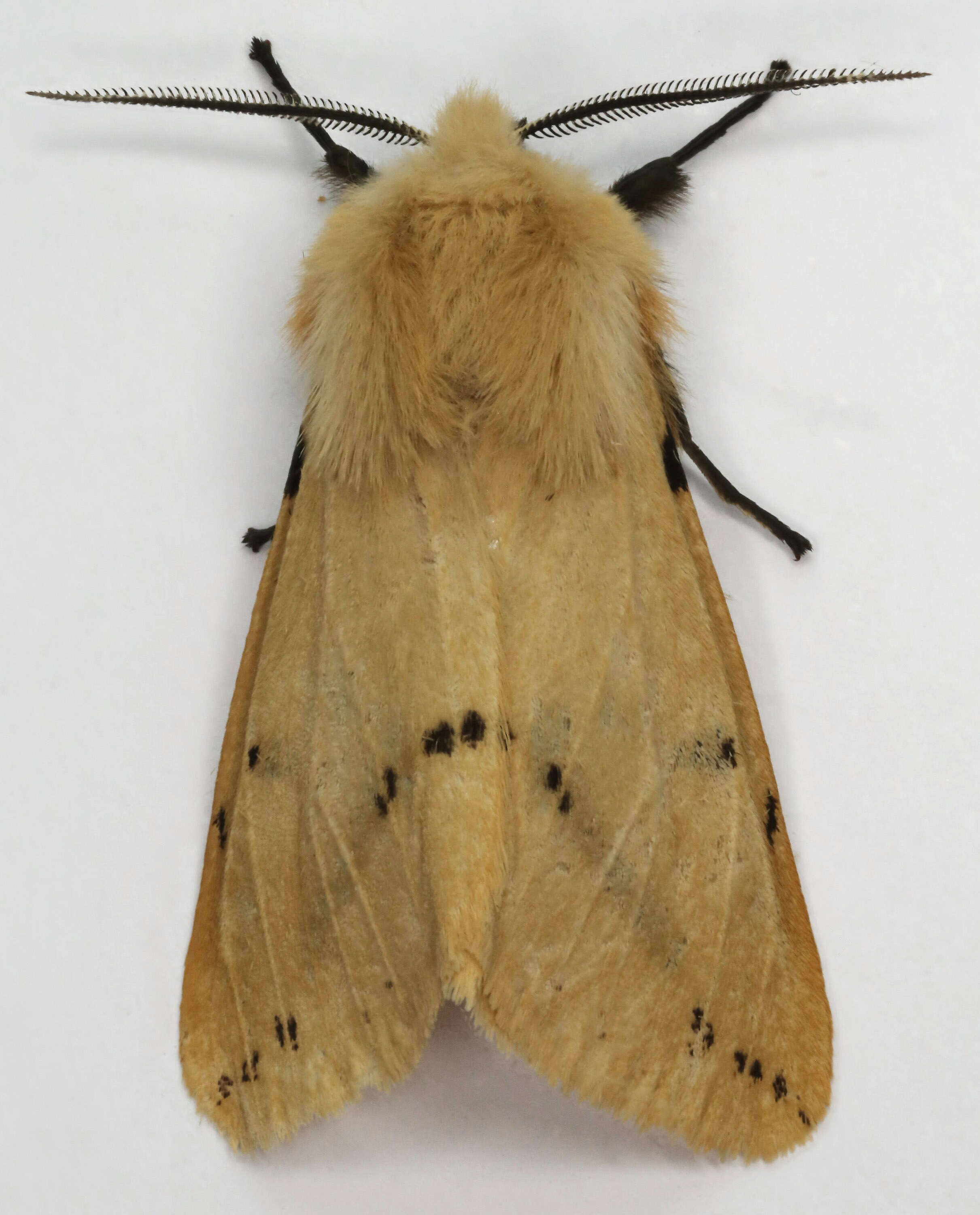 Image of Spilosoma lutea Hüfnagel 1766