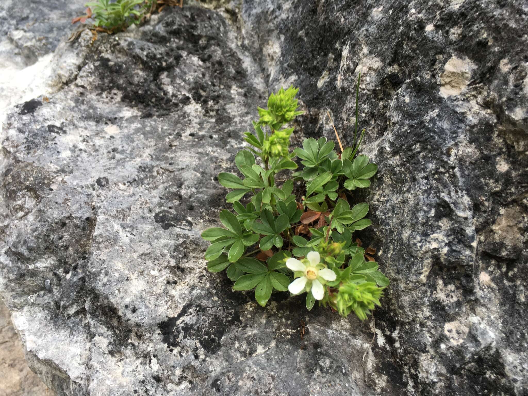 Слика од Potentilla caulescens L.