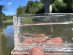 Image of Silver Shiner