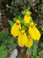 Image of Calceolaria crenatiflora Cav.