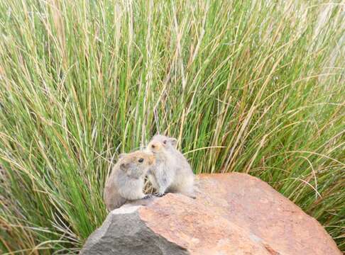 Image of Sloggett's Vlei Rat