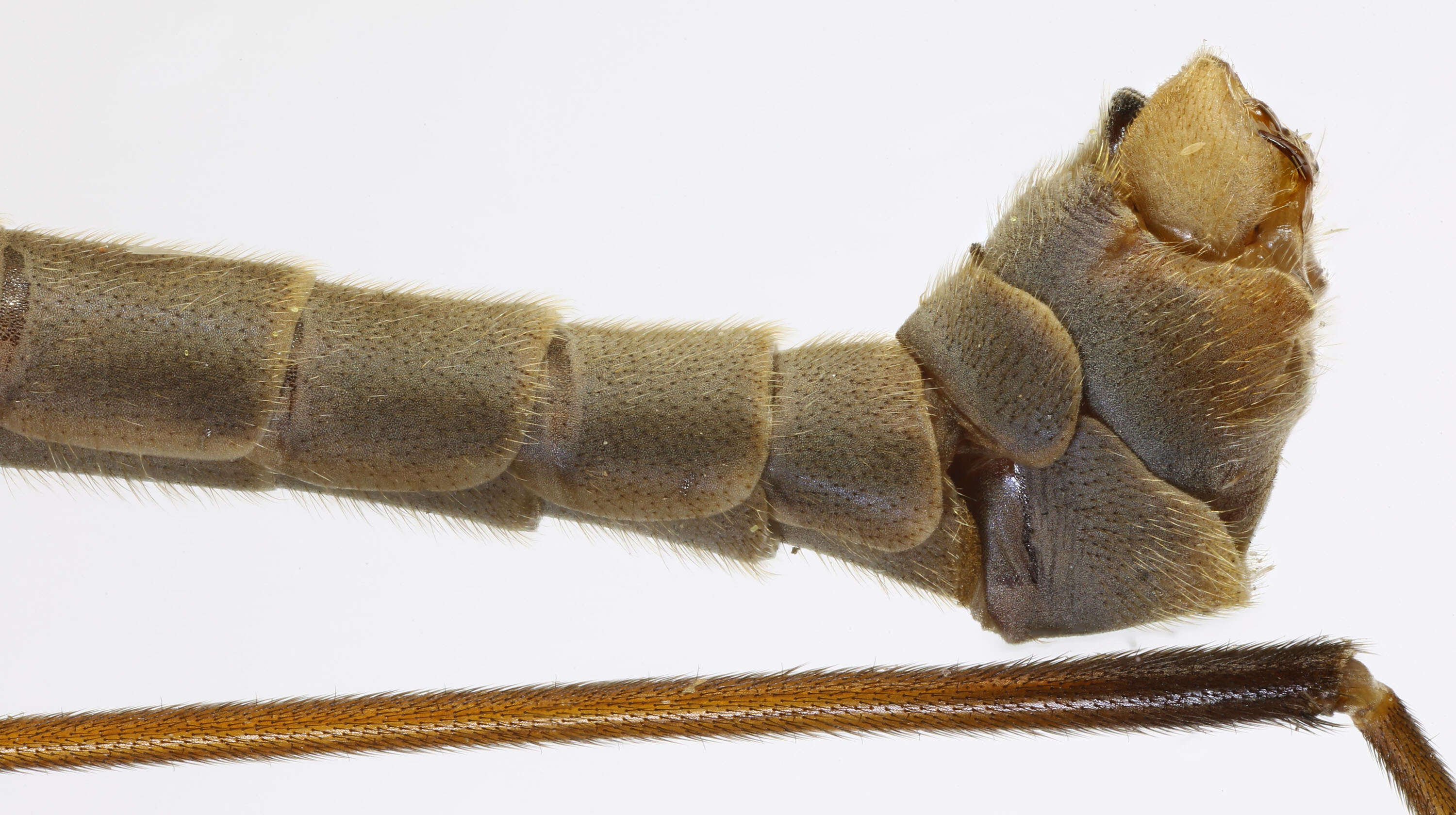 Image of Marsh crane fly