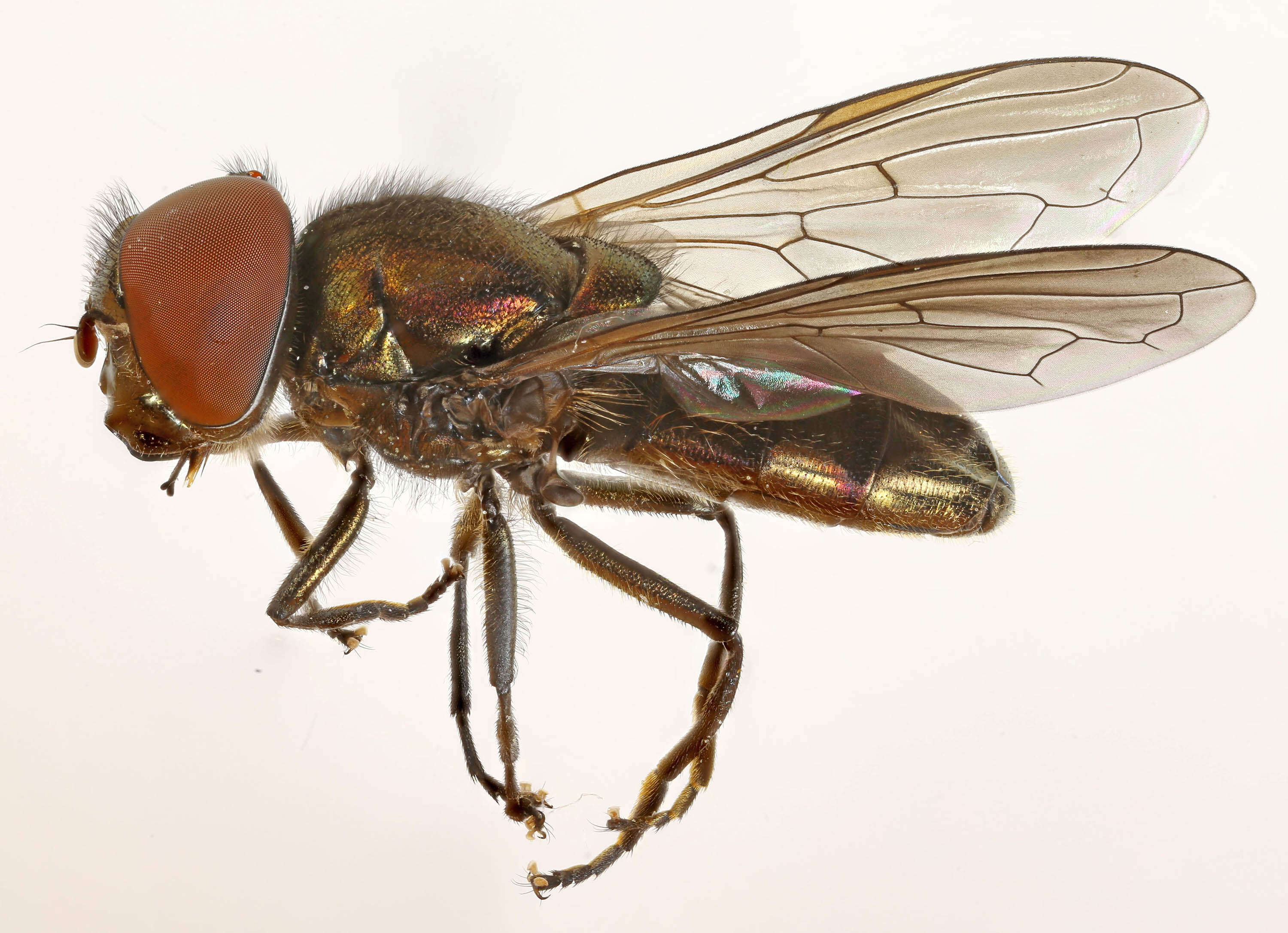 Image of Chrysogaster virescens Loew 1854