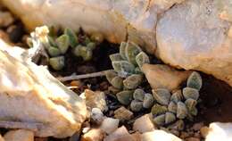 Image of Crassula ausensis subsp. ausensis