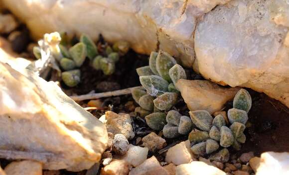 Image of Crassula ausensis subsp. ausensis