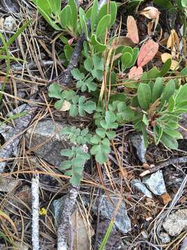 Слика од Lomatium howellii (S. Wats.) Jepson