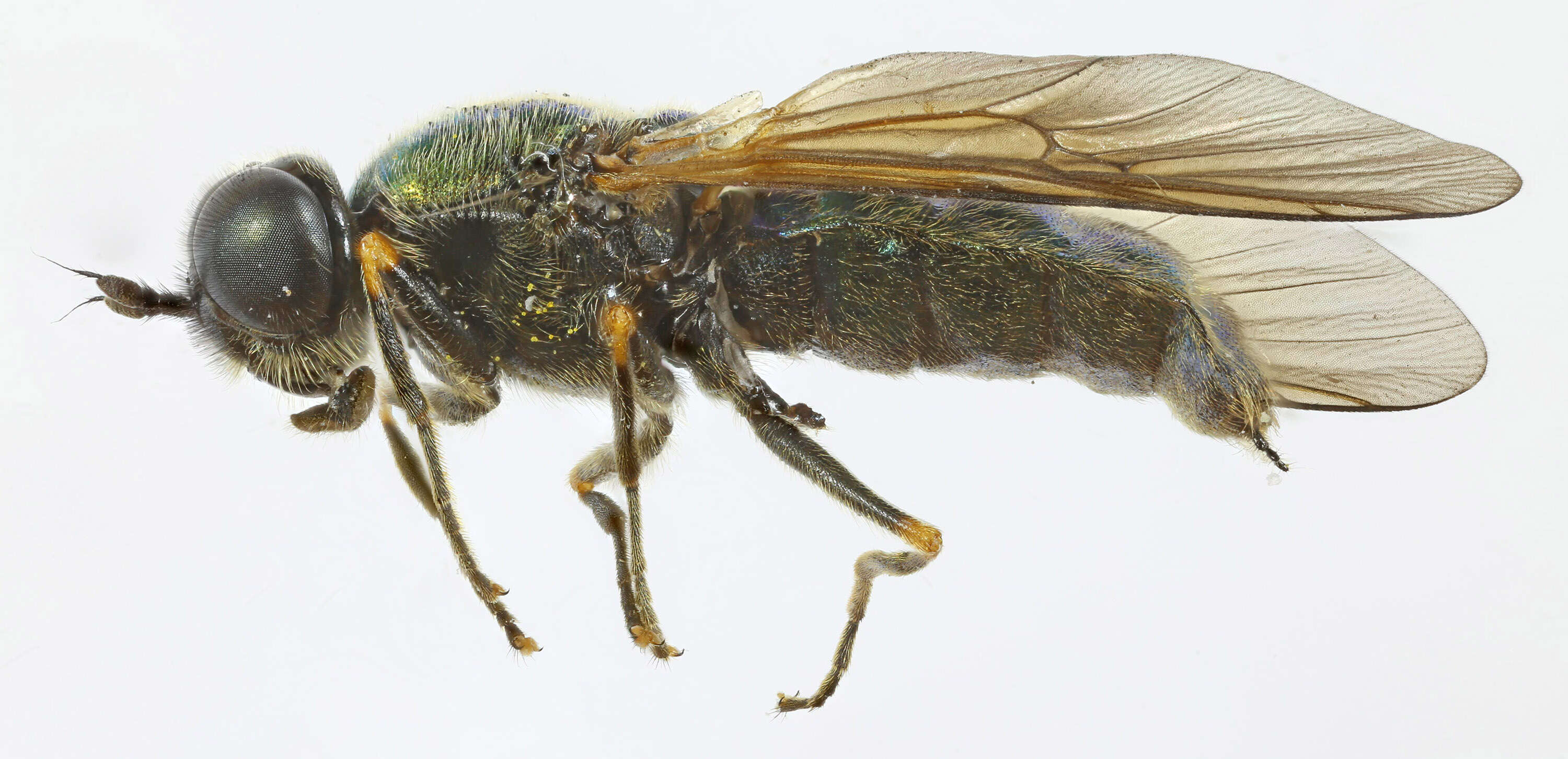 Sivun Chloromyia formosa (Scopoli 1763) kuva