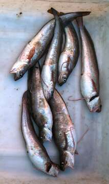 Image of Red hake