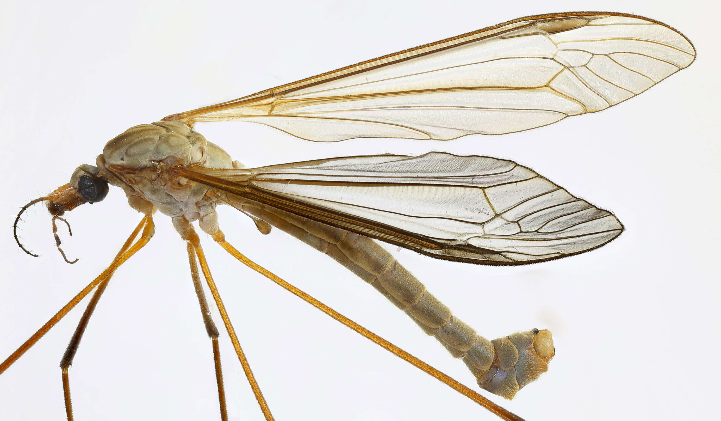 Image of Marsh crane fly