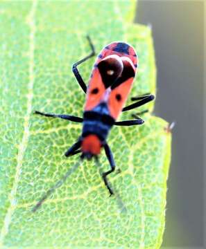 صورة Melanerythrus biguttatus Fabricius & J. C. 1775