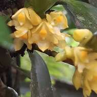 Image of Maxillaria pseudoneglecta J. T. Atwood