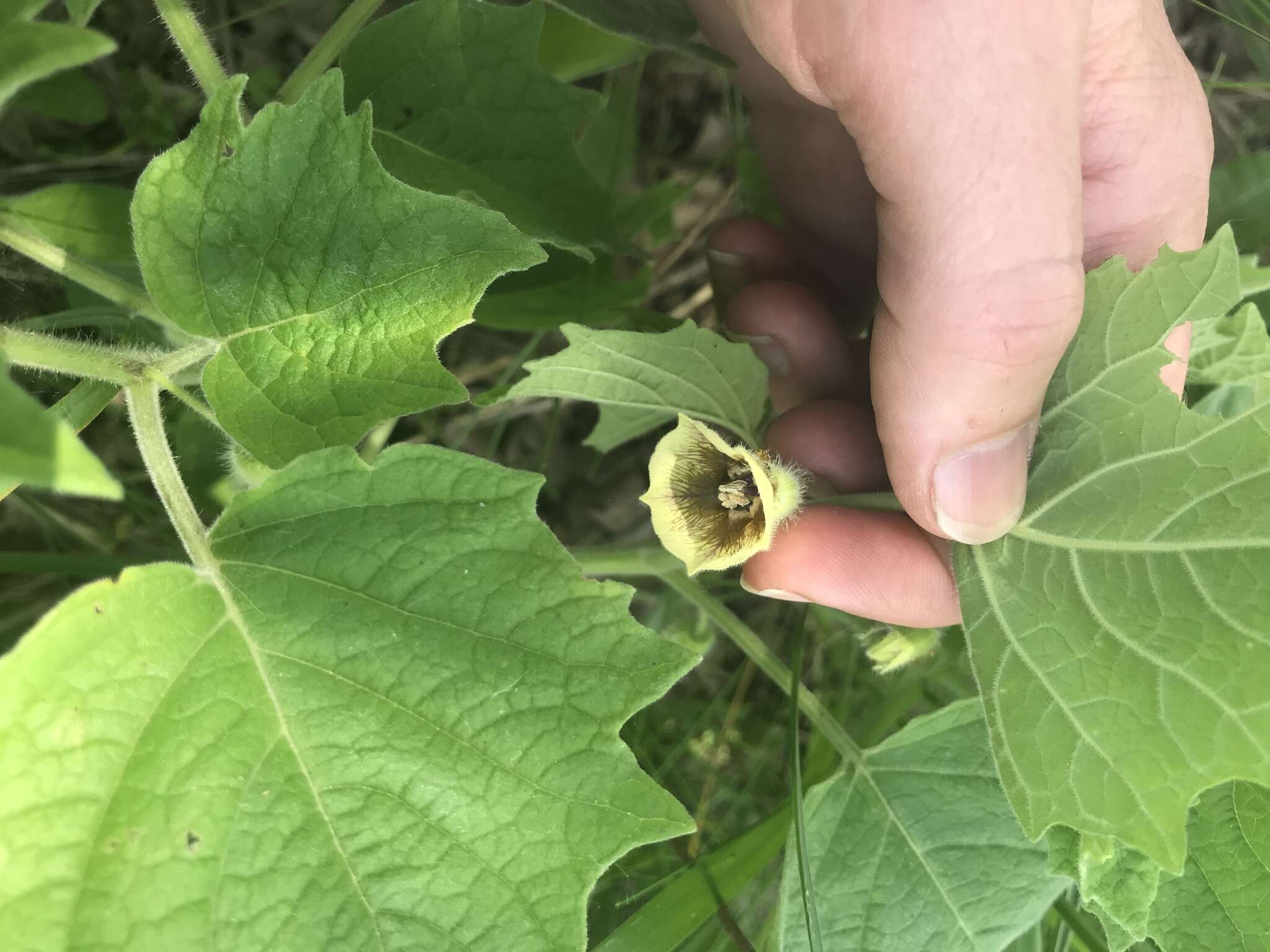 Image of clammy groundcherry