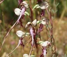 Image of Himantoglossum caprinum subsp. jankae (Somlyay, Kreutz & Óvári) R. M. Bateman, Molnar & Sramkó