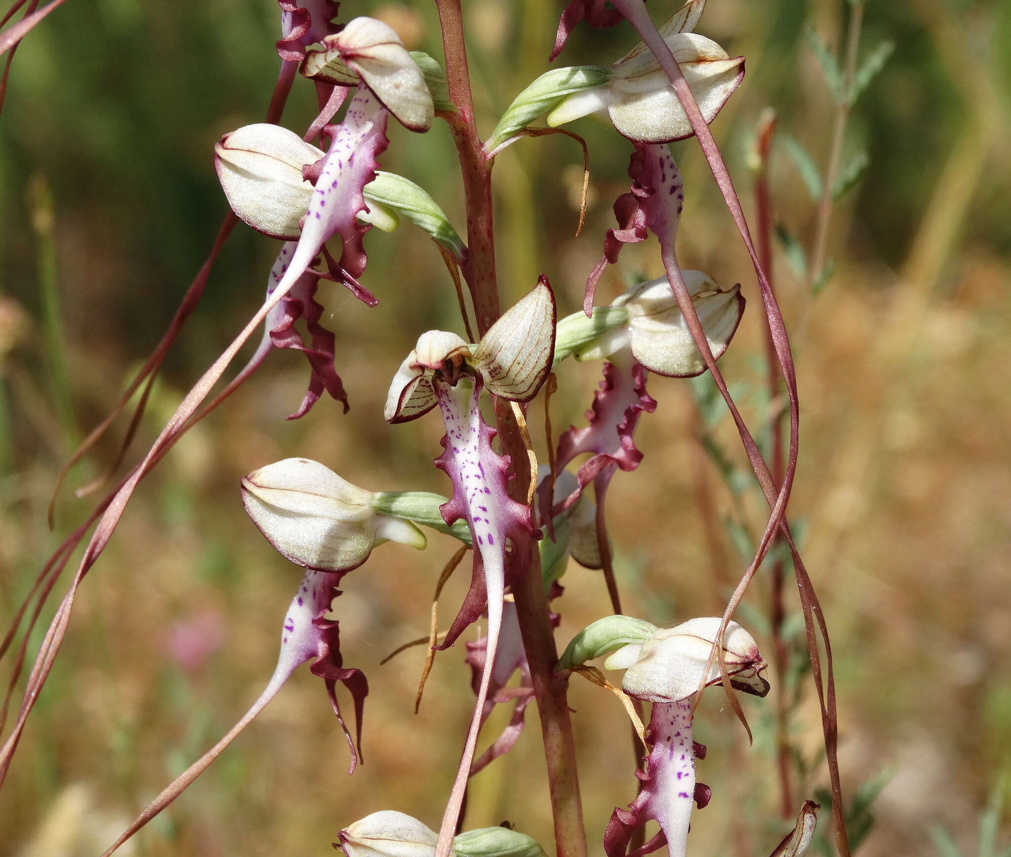 Himantoglossum caprinum subsp. jankae (Somlyay, Kreutz & Óvári) R. M. Bateman, Molnar & Sramkó resmi