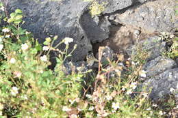 Image of Lesser Tropical Ground Squirel