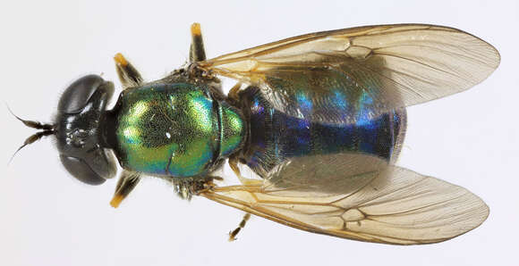 Sivun Chloromyia formosa (Scopoli 1763) kuva