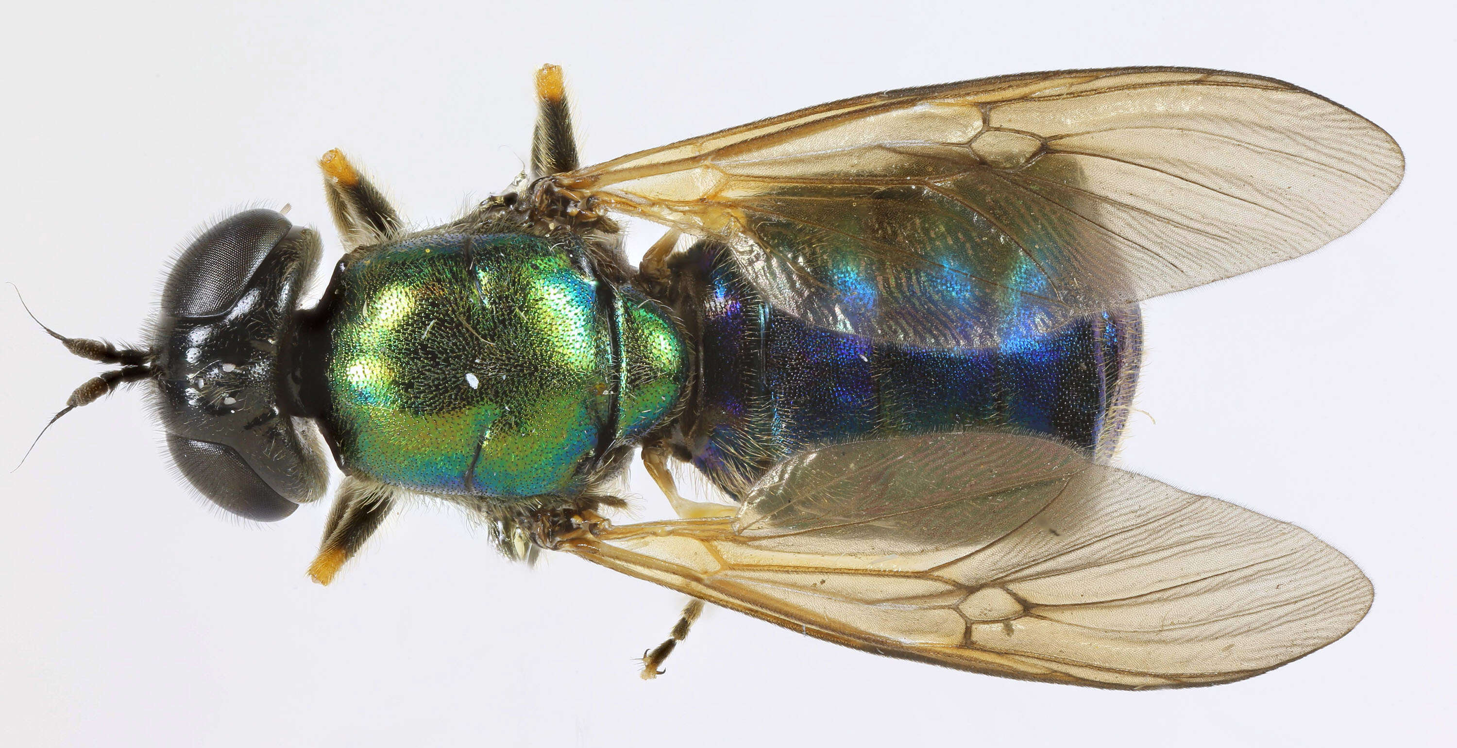 Image of Soldier fly