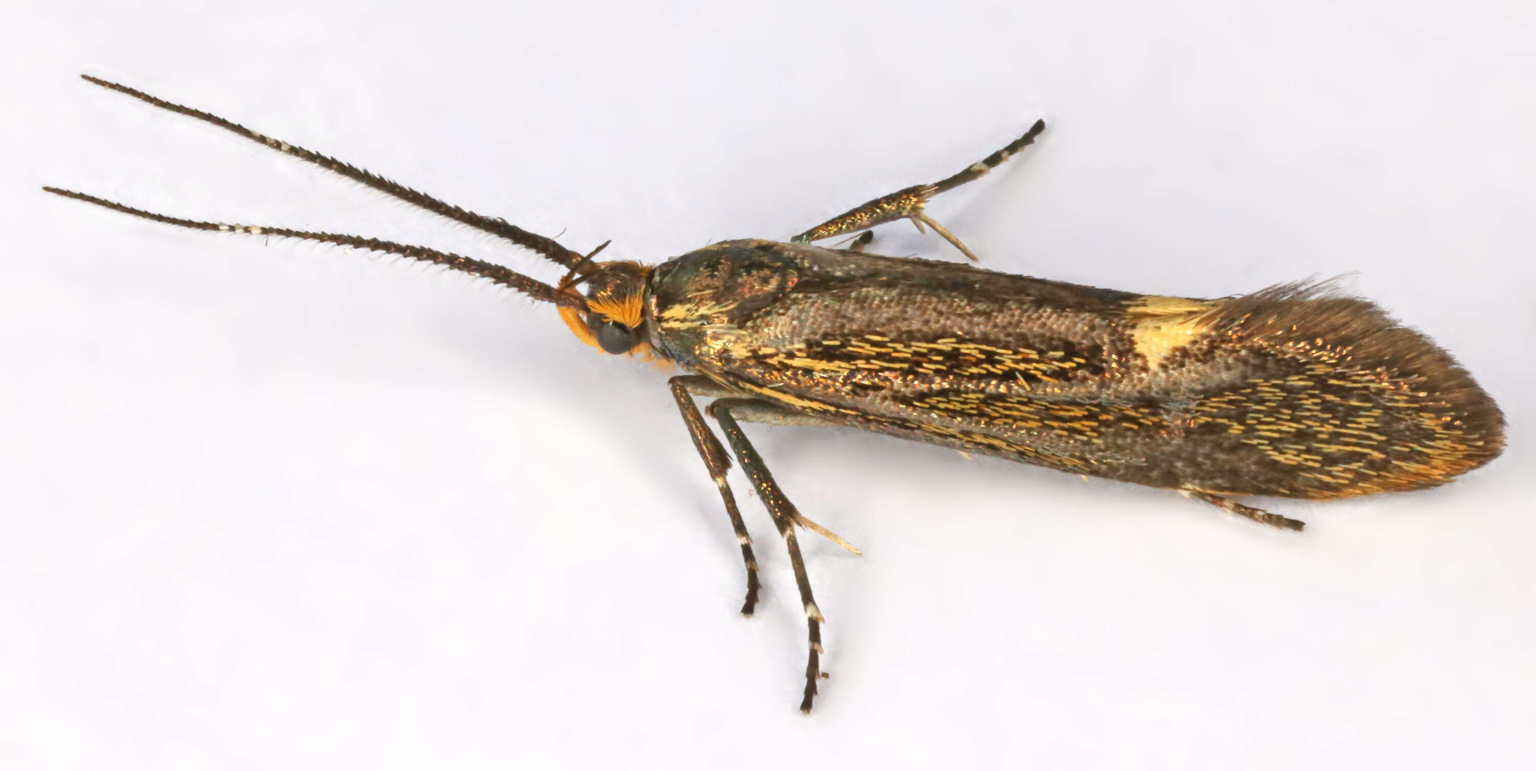 Image of Esperia sulphurella