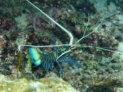 Image of Painted Spiny Lobster