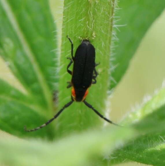 Image of Hemierana marginata (Fabricius 1798)