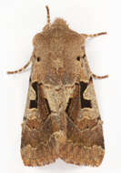 Orthosia gothica Linnaeus 1758 resmi