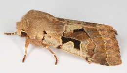 Orthosia gothica Linnaeus 1758 resmi