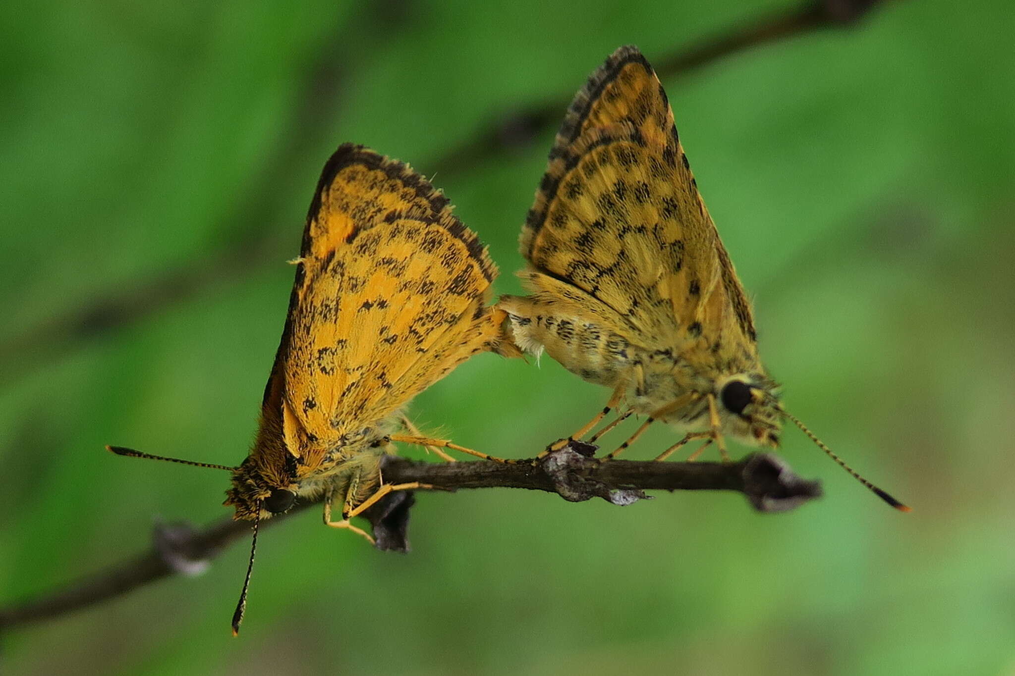 Image of Bush Hopper