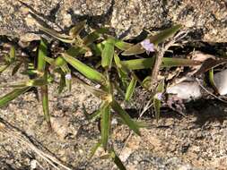 Слика од Cyanotis lapidosa E. Phillips